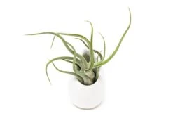 Small Ivory Ceramic Hanging Planter With Flat Bottom -Air plant supply co. Hanging Ivory Ceramic Containers 18 scaled