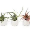 Sets Of 3 Or 6 Small Ivory Ceramic Vases With Tillandsia Red Abdita, Velutina And Caput Medusae Air Plants