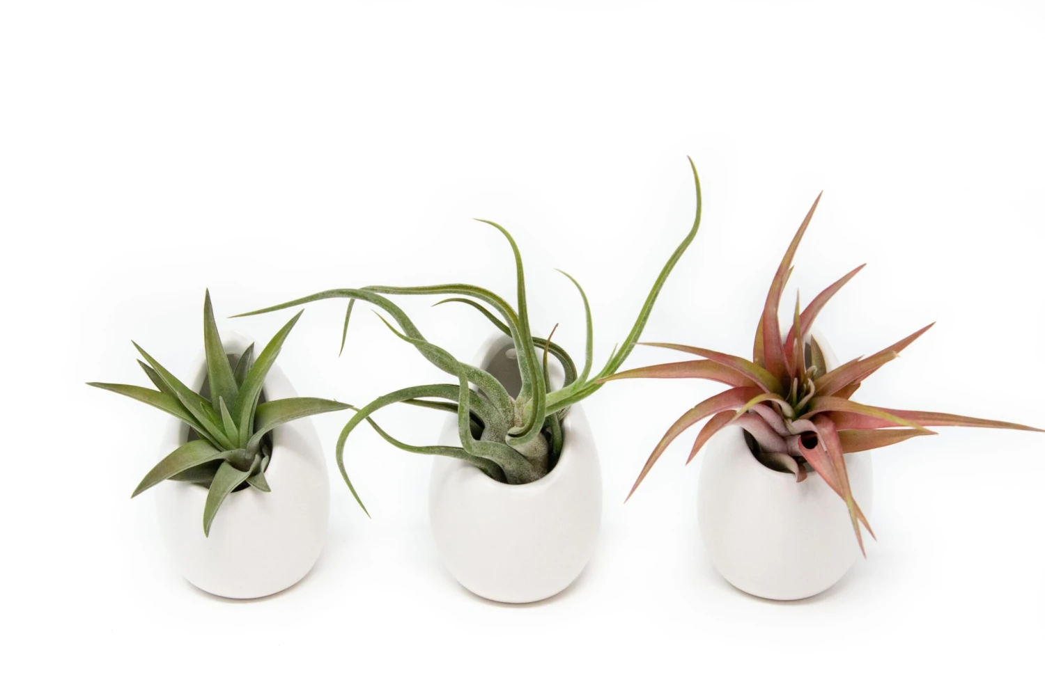 Sets Of 3 Or 6 Small Ivory Ceramic Vases With Tillandsia Red Abdita, Velutina And Caput Medusae Air Plants 1 Sets Of 3 Or 6 Small Ivory Ceramic Vases With Tillandsia Red Abdita, Velutina And Caput Medusae Air Plants