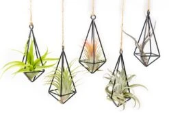 Hanging Metal Pendant With Assorted Tillandsia Air Plants -Air plant supply co. Hanging Metal Pendant Tillandsia Air Plants 10 scaled