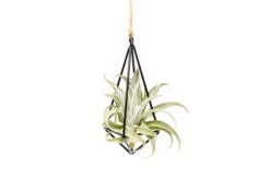 Hanging Metal Pendant With Custom Tillandsia Air Plants 10 Hanging Metal Pendant With Custom Tillandsia Air Plants -Air plant supply co. Hanging Metal Pendant Tillandsia Air Plants 1 247eba50 9c81 4608 9791 3224862237e2 scaled