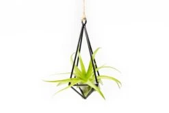 Hanging Metal Pendant With Custom Tillandsia Air Plants 9 Hanging Metal Pendant With Custom Tillandsia Air Plants -Air plant supply co. Hanging Metal Pendant Tillandsia Air Plants 2 scaled