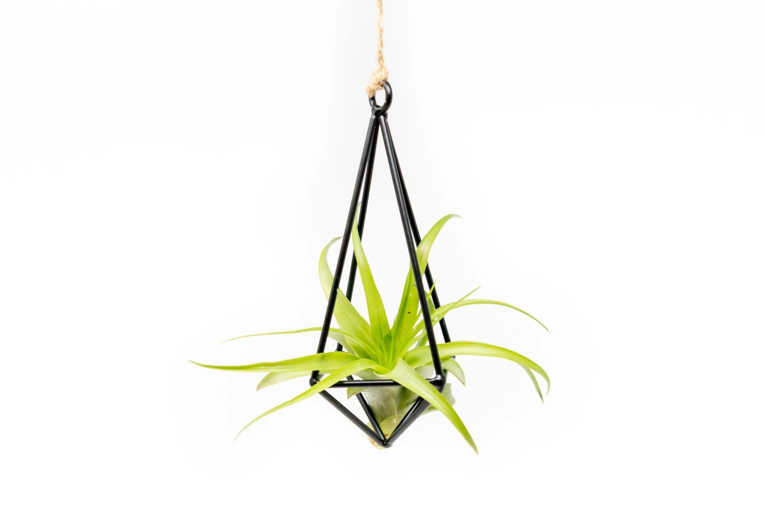 Hanging Metal Pendant With Custom Tillandsia Air Plants 3 Hanging Metal Pendant With Custom Tillandsia Air Plants - Image 3