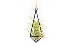 Hanging Metal Pendant With Assorted Tillandsia Air Plants -Air plant supply co. Hanging Metal Pendant Tillandsia Air Plants 3 scaled