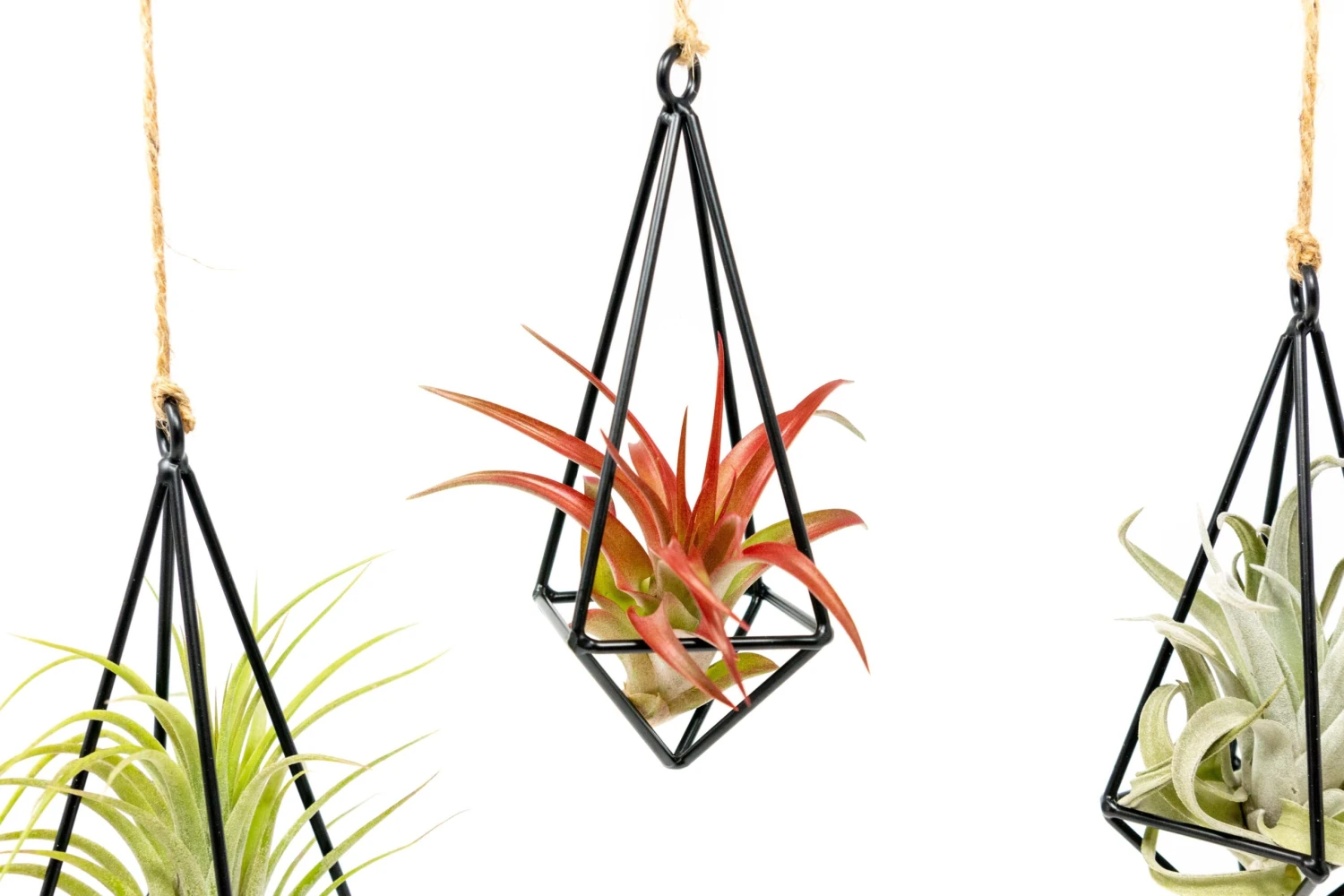 Hanging Metal Pendant With Custom Tillandsia Air Plants 1 Hanging Metal Pendant With Custom Tillandsia Air Plants