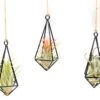 Hanging Metal Pendant With Assorted Tillandsia Air Plants
