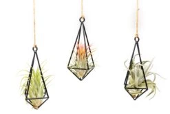 Hanging Metal Pendant With Assorted Tillandsia Air Plants