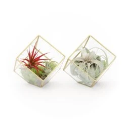 Heptahedron Geometric Glass Terrariums - Set Of 2 - With Tillandsia Red Abdita, Ionantha And Small Xerographica