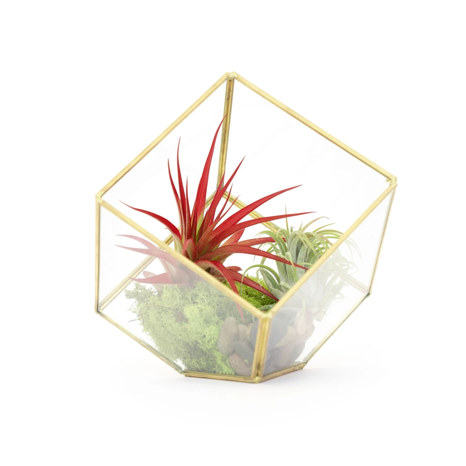 Heptahedron Geometric Glass Terrarium - Gold Metallic Finish - Trendy Holder For Tillandsia Air Plants 4 Heptahedron Geometric Glass Terrarium - Gold Metallic Finish - Trendy Holder For Tillandsia Air Plants - Image 4