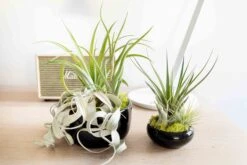 Large Fully Assembled Air Plant Bowl Garden -Air plant supply co. Hotel Lifestyle Wholesale 23