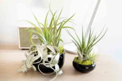 Large Fully Assembled Air Plant Bowl Garden -Air plant supply co. Hotel Lifestyle Wholesale 23 scaled