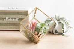 Heptahedron Geometric Glass Terrarium - Gold Metallic Finish - Trendy Holder For Tillandsia Air Plants 14 Heptahedron Geometric Glass Terrarium - Gold Metallic Finish - Trendy Holder For Tillandsia Air Plants -Air plant supply co. Hotel Lifestyle Wholesale 8 scaled