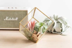 Heptahedron Geometric Glass Terrariums - Set Of 2 - With Tillandsia Red Abdita, Ionantha And Small Xerographica -Air plant supply co. Hotel Lifestyle Wholesale 8 233cf58d 547c 4bb2 942f d746d7e073e6 scaled