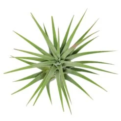 Tillandsia Ionantha Huamelula Maxima Air Plants - Rare -Air plant supply co. Huamelula2