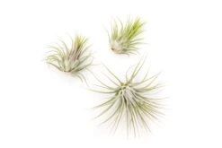 SALE - XL Tillandsia Ionantha Guatemala Air Plants - Set Of 10 Or 20 - 40% Off -Air plant supply co. Ionantha Guatemala Tillandsia Air Plant 1
