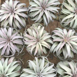 SALE - Spectacular Jumbo Tillandsia Xerographica - Set Of 3 Or 6 - 40% Off -Air plant supply co. Jumbo Xerographicas copy