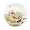 Large Hand-Blown Glass Terrarium With Tillandsia Caput Medusae & Harrisii