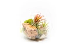 Large Hand-Blown Glass Terrarium With 3 Tillandsia Ionantha Air Plants -Air plant supply co. Large Glass Terrarium Three Tillandsia Ionantha Guatemala Air Plants 3 scaled