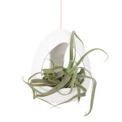 Large White Ceramic Hanging Pod -Air plant supply co. Large White Ceramic Hanging Pod Air Plant 1