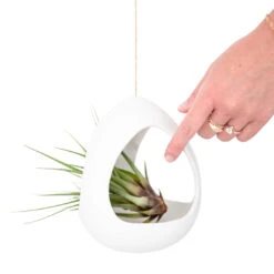 Large White Ceramic Hanging Pod With Two Assorted Tillandsia Plants 7 Large White Ceramic Hanging Pod With Two Assorted Tillandsia Plants -Air plant supply co. Large White Ceramic Hanging Pod Air Plant 5 87be534b 9d9a 4d56 b75a 165d6fd8d56b