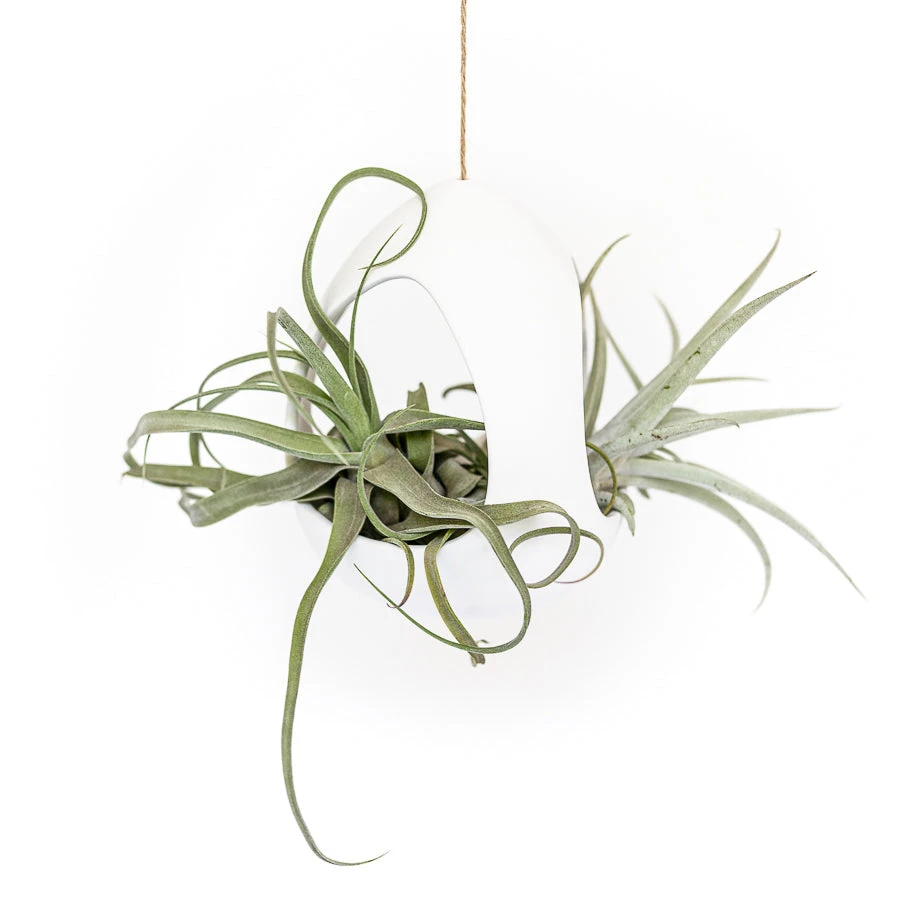 Large White Ceramic Hanging Pod With Two Assorted Tillandsia Plants 1 Large White Ceramic Hanging Pod With Two Assorted Tillandsia Plants