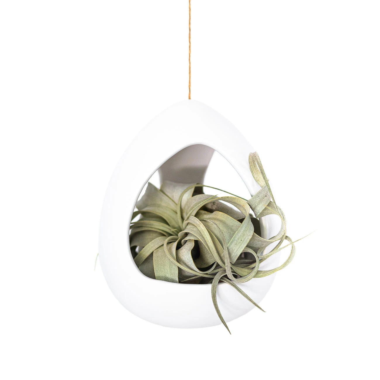Large White Ceramic Hanging Pod With Tillandsia Xerographica 2 Large White Ceramic Hanging Pod With Tillandsia Xerographica - Image 2