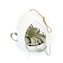 Large White Ceramic Hanging Pod -Air plant supply co. Large White Ceramic Hanging Pod Air Plant Xerographia 2