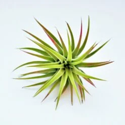 Tillandsia Ionantha Huamelula Maxima Air Plants - Rare -Air plant supply co. MG 4499 Copy