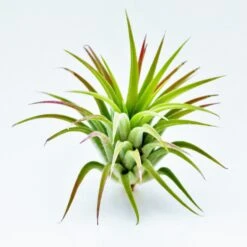 Tillandsia Ionantha Huamelula Maxima Air Plants - Rare -Air plant supply co. MG 4504 Copy