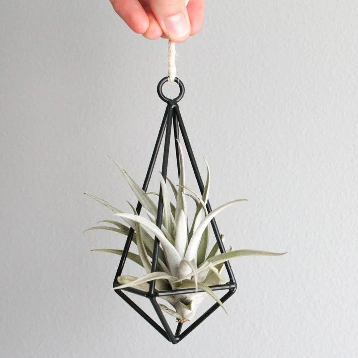 Gift Wrapped Hanging Metal Pendant With Assorted Tillandsia Air Plants 2 Gift Wrapped Hanging Metal Pendant With Assorted Tillandsia Air Plants - Image 2