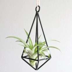 Gift Wrapped Hanging Metal Pendant With Assorted Tillandsia Air Plants 7 Gift Wrapped Hanging Metal Pendant With Assorted Tillandsia Air Plants -Air plant supply co. Metal Pendant Air Plant 2