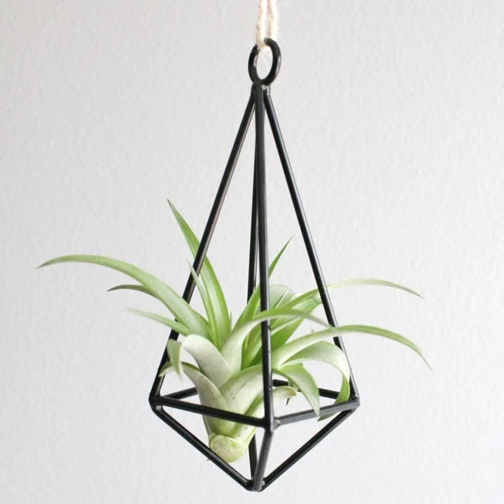 Gift Wrapped Hanging Metal Pendant With Assorted Tillandsia Air Plants 3 Gift Wrapped Hanging Metal Pendant With Assorted Tillandsia Air Plants - Image 3