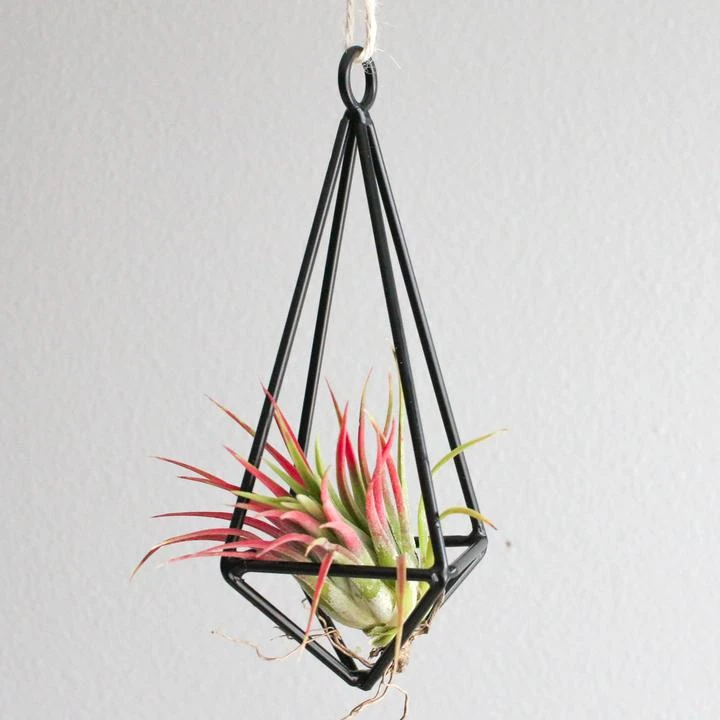 Gift Wrapped Hanging Metal Pendant With Assorted Tillandsia Air Plants 4 Gift Wrapped Hanging Metal Pendant With Assorted Tillandsia Air Plants - Image 4