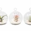 Mini Hanging Flat Bottom Beach Terrariums With White Or Black Sand