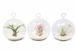Mini Hanging Flat Bottom Beach Terrariums With White Or Black Sand