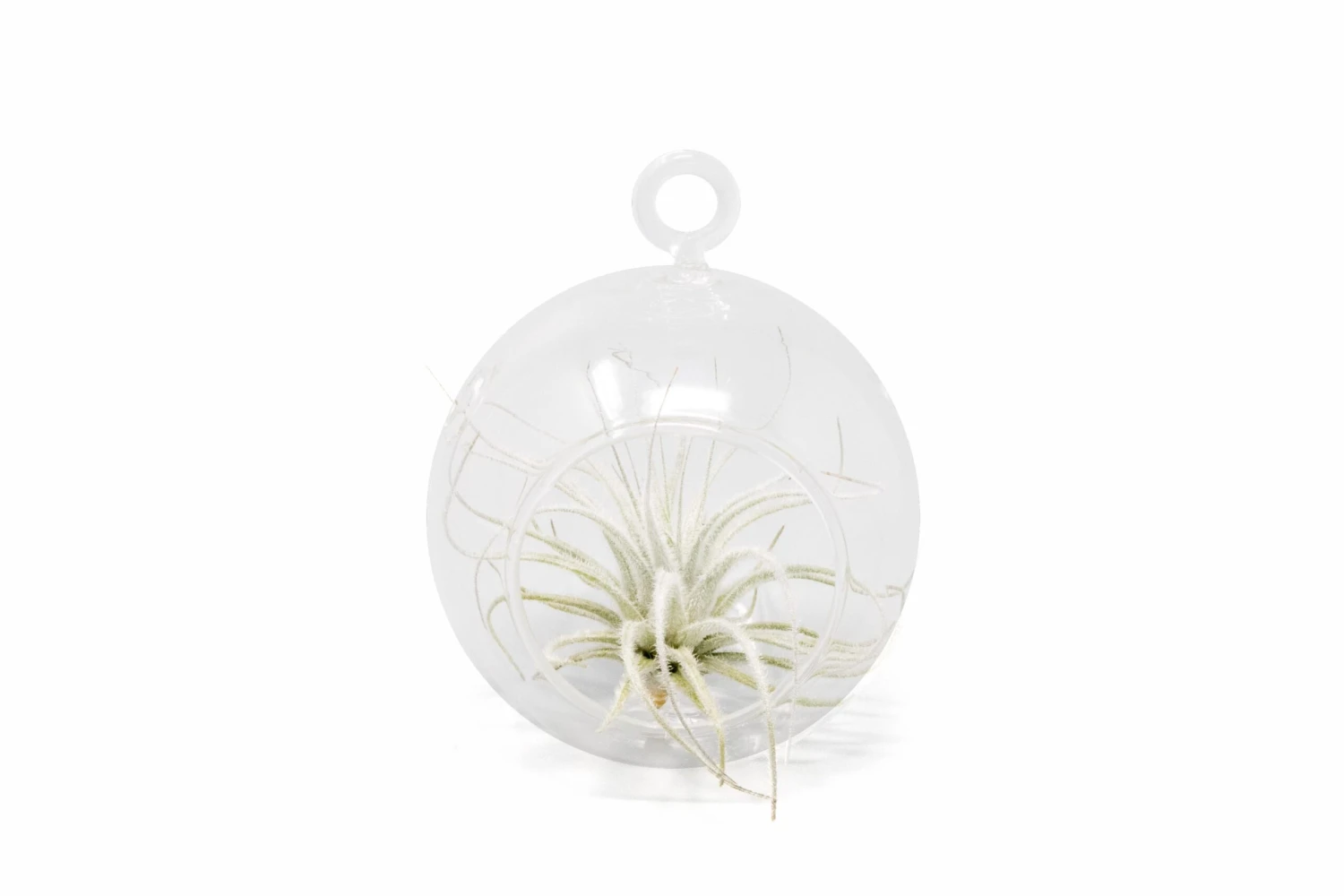 Mini Hanging Flat Bottom Glass Terrariums With Assorted Tillandsia Air Plants 1 Mini Hanging Flat Bottom Glass Terrariums With Assorted Tillandsia Air Plants