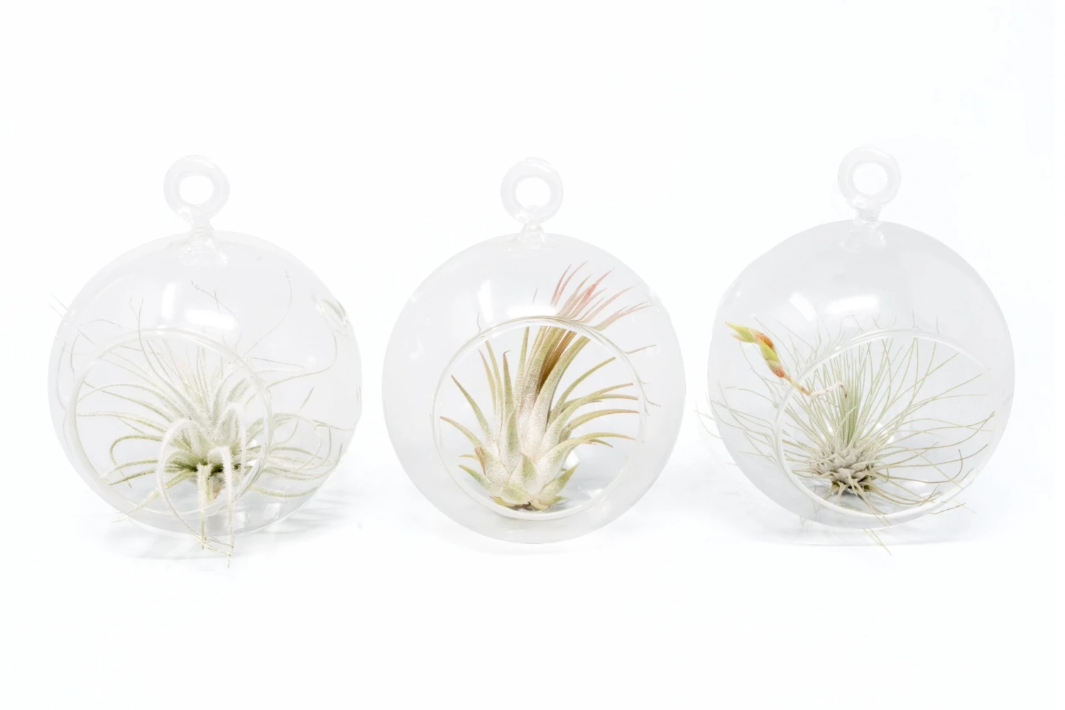 Mini Hanging Flat Bottom Glass Terrariums With Assorted Tillandsia Air Plants 7 Mini Hanging Flat Bottom Glass Terrariums With Assorted Tillandsia Air Plants - Image 7