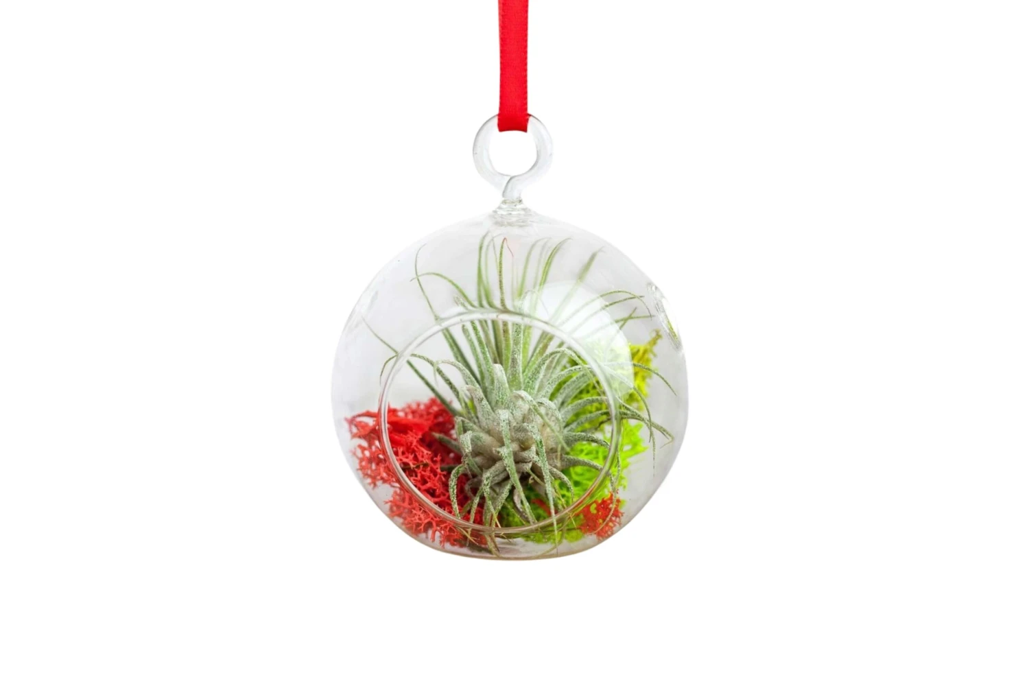 Mini Jolly Ornament With Tillandsia Ionantha Air Plant 1 Mini Jolly Ornament With Tillandsia Ionantha Air Plant