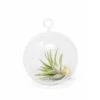 Minimalist Terrarium In A Glass Globe With Flat Bottom - Choose Your Custom Tillandsia Air Plant