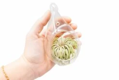 Minimalist Terrarium In A Glass Teardrop - Choose Your Custom Tillandsia Air Plant