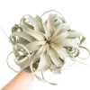 SALE - Spectacular Jumbo Tillandsia Xerographica - Set Of 3 Or 6 - 40% Off