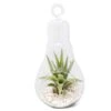Hanging Light Bulb Terrarium With Crushed White Stones And Tillandsia Air Plant