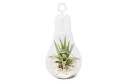 Hanging Light Bulb Terrarium With Crushed White Stones And Tillandsia Air Plant