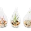 SALE - Set Of 3 Airy Teardrop Terrariums With Flat Bottoms