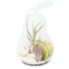 Pear Terrarium With Pebble Kit And Tillandsia Air Plants
