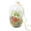 Capsule Terrarium With Moss And Tillandsia Air Plants
