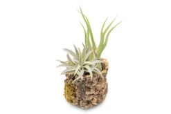 Natural Cork Bark Planters With Assorted Tillandsia Air Plants