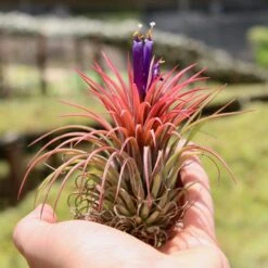Tillandsia Ionantha Huamelula Maxima Air Plants - Rare