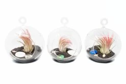 SALE - Set Of 3 Beachy Globe Terrariums With Black Sand