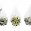 SALE - Set Of 3 Funky Teardrop Terrariums With Flat Bottoms